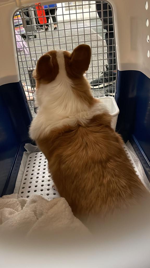 哥基犬 Caesar